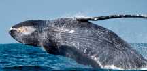 Avistamiento de ballenas grises